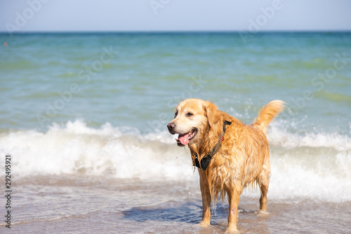 Golden Retriever dog wet, coming out of the sea