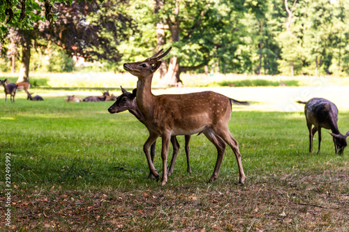 Roe deer standing in a forest