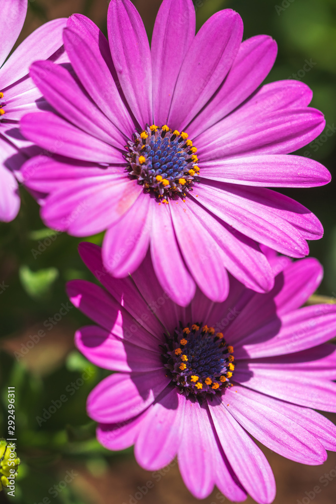 Fototapeta premium デイジーの花