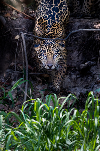 Wild Born