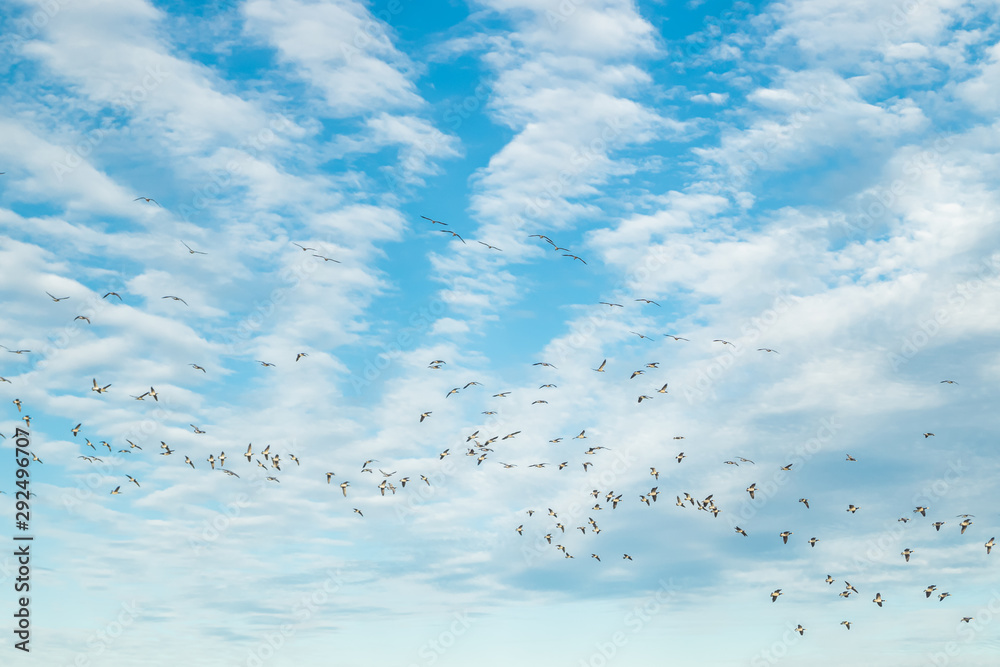 A big flock of barnacle gooses is flying in the sky. Birds are preparing to migrate south. September 2019, Finland