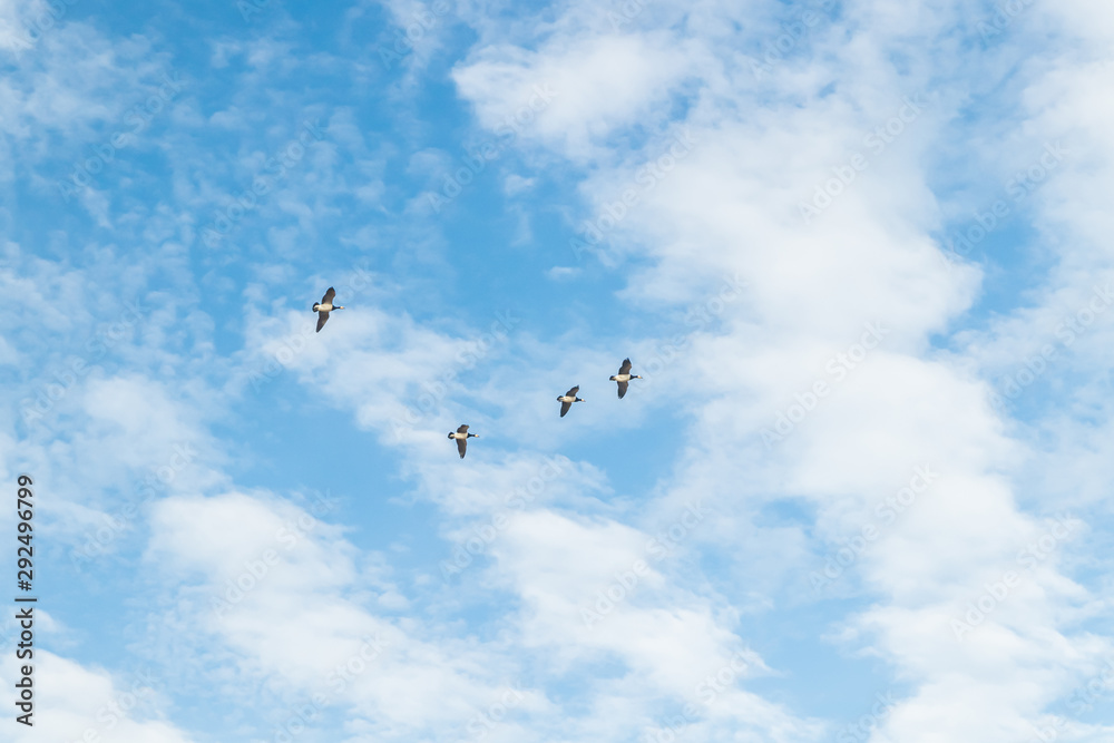 A big flock of barnacle gooses is flying in the sky. Birds are preparing to migrate south. September 2019, Finland A big flock of barnacle gooses is flying in the sky. Birds are preparing to migrate south. September 2019, Finland