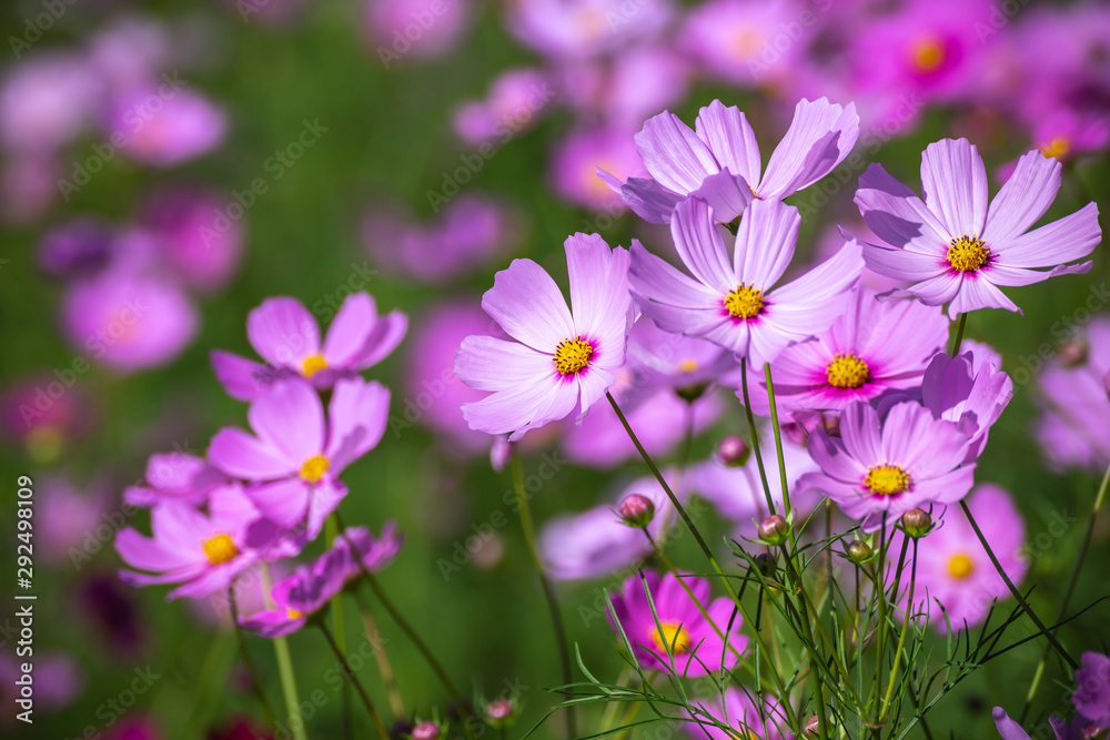 Fototapeta premium Obraz jesień pole kosmosu