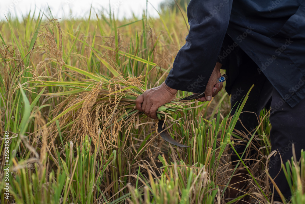 Farmers are harvesting rice grains Farmers are harvesting rice grains