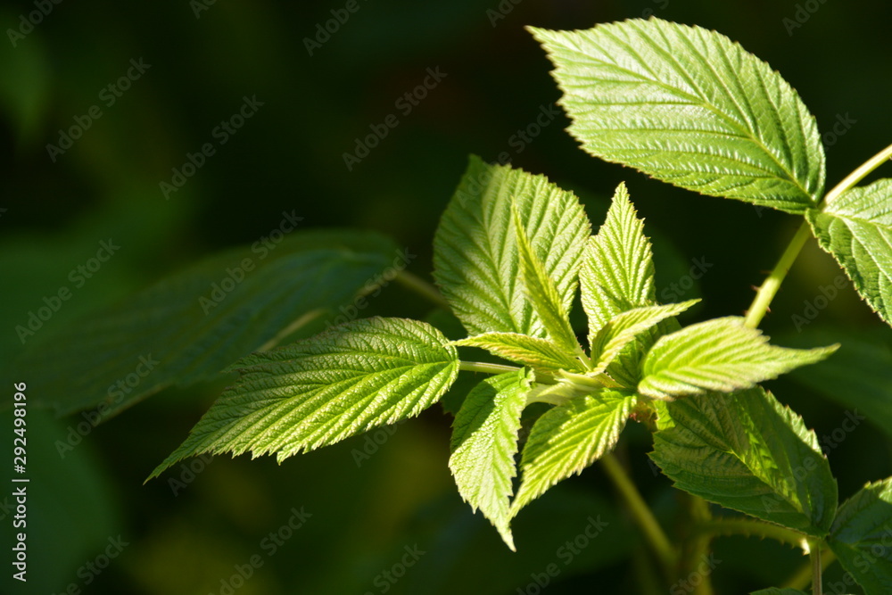 Menta en jardín Menta en jardín