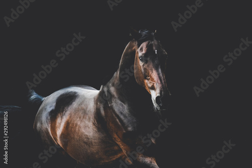 Bay warmblood mare with black background book cover photo