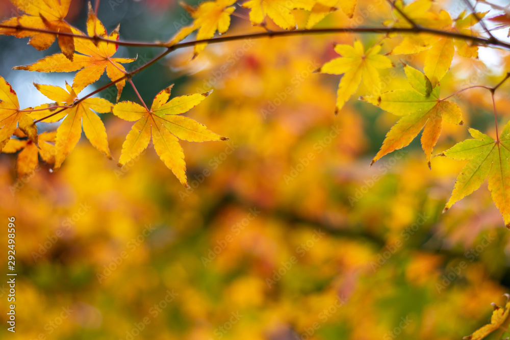 紅葉　和風　秋イメージ