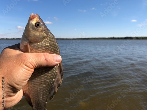 Fish "carp" in the hands of a fisherman on the background of the lake. One freshwater fish in the palm of a man. The fish was caught on a hook. Sport fishing on a large pond, a hobby for men.