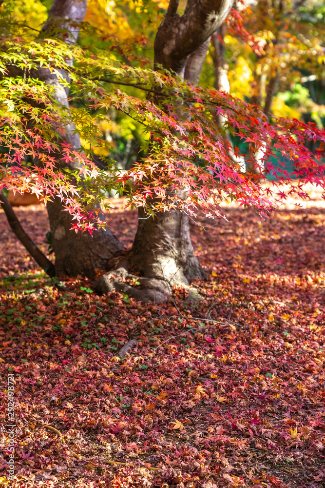Fototapeta premium 紅葉 和風 秋イメージ