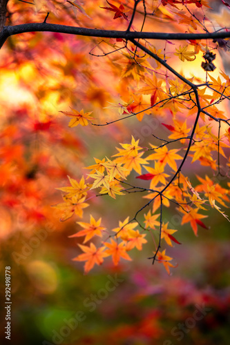 紅葉　和風　秋イメージ © TOMO
