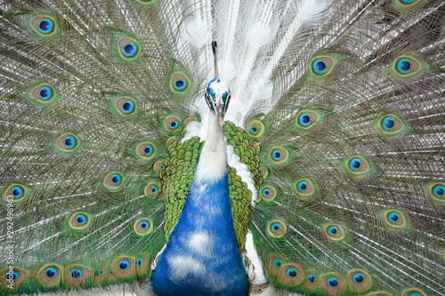 Pavo real de frente