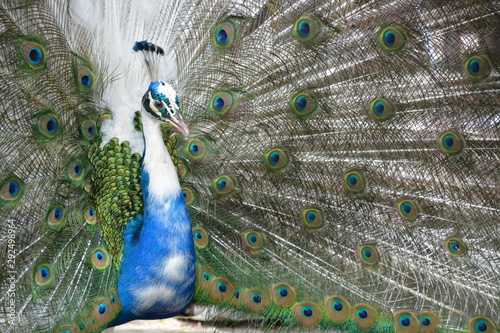 Pavo real