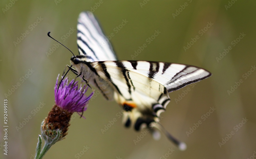 Fototapeta premium iles de france faune