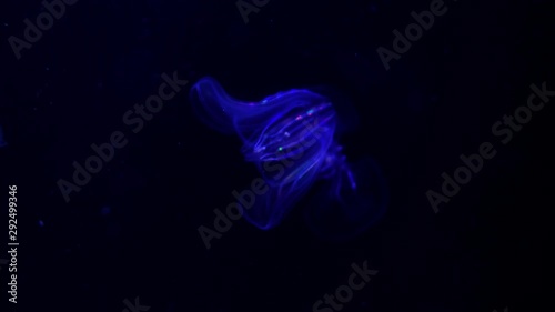 Jellyfish Warty Comb Jelly Mnemiopsis Leidyi Blue photo