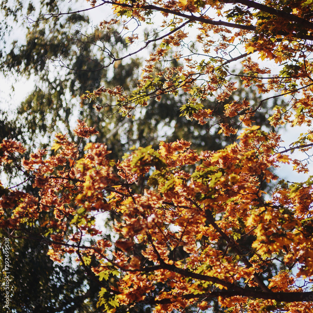 Yellow autumn leaves closeup with blurry background. Yellow autumn leaves closeup with blurry background.