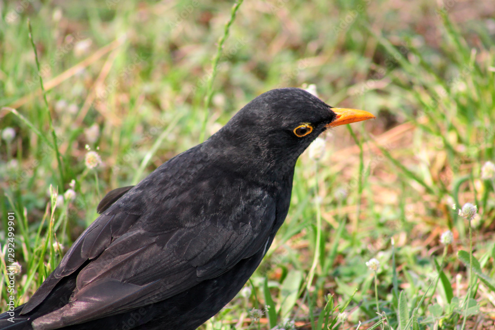 Bird Kos or bird turdus merula standing on grass lawn in its natural environment with green vegetation is search of food. Common blackbird, Merle noir (Turdus merula) or bird Kos is species of bride. Bird Kos or bird turdus merula standing on grass lawn in its natural environment with green vegetation is search of food. Common blackbird, Merle noir (Turdus merula) or bird Kos is species of bride.