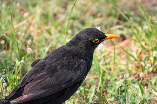 Bird Kos or bird turdus merula standing on grass lawn in its natural environment with green vegetation is search of food. Common blackbird, Merle noir (Turdus merula) or bird Kos is species of bride.