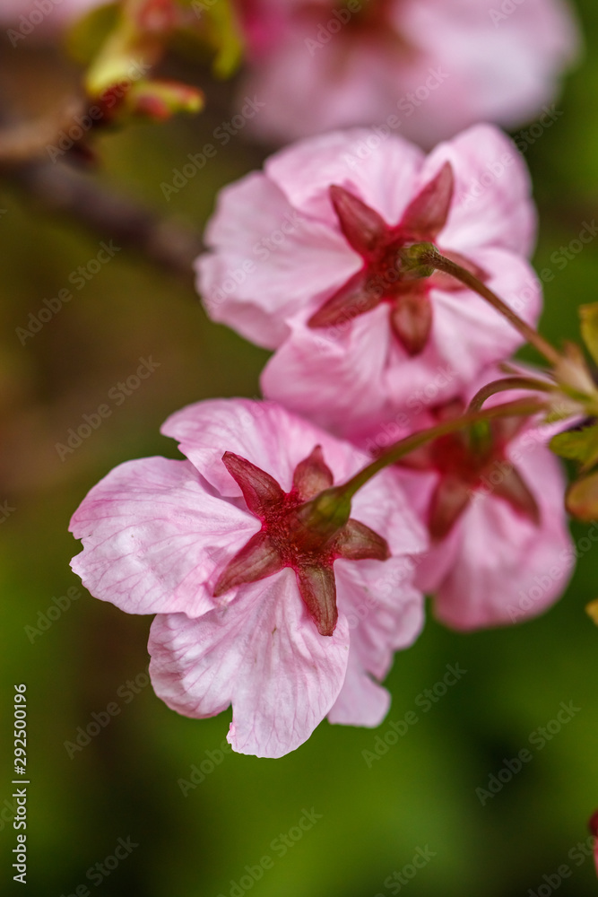 Obraz premium 桜の花 春イメージ