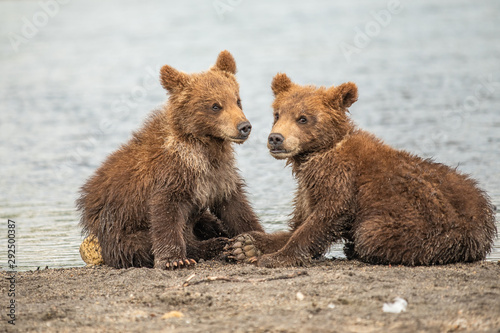 Rządząc krajobrazem, niedźwiedzie brunatne Kamczatki (Ursus arctos beringianus)