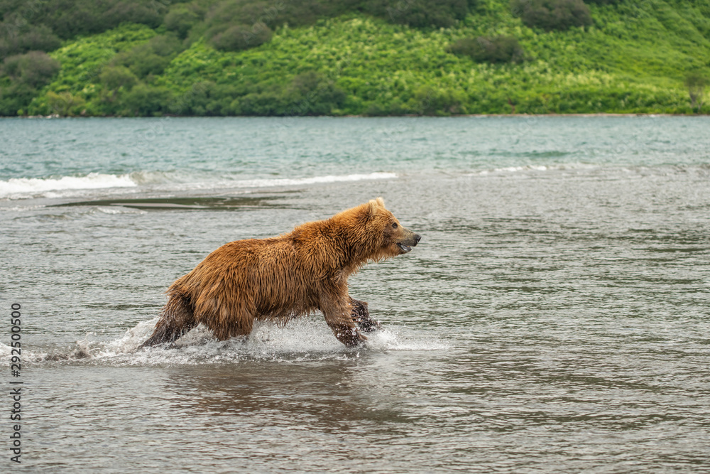 Ruling the landscape, brown bears of Kamchatka (Ursus arctos beringianus) Ruling the landscape, brown bears of Kamchatka (Ursus arctos beringianus)