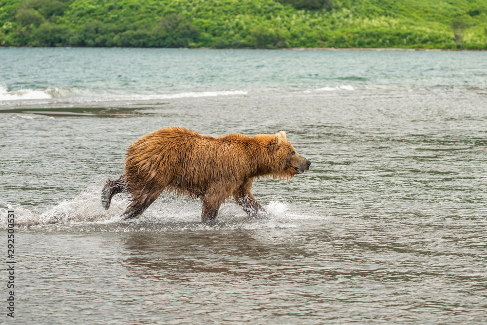 Ruling the landscape, brown bears of Kamchatka (Ursus arctos beringianus) Ruling the landscape, brown bears of Kamchatka (Ursus arctos beringianus)
