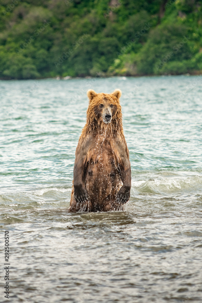 Ruling the landscape, brown bears of Kamchatka (Ursus arctos beringianus) Ruling the landscape, brown bears of Kamchatka (Ursus arctos beringianus)