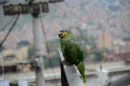 Vogel in den Straßen von Medelln, Kolumbien photo