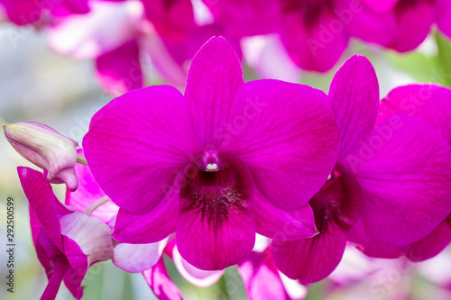 Close-up Pink orchid in the garden.