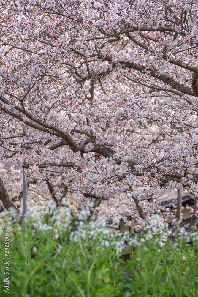 桜の花 春イメージ 桜の花 春イメージ