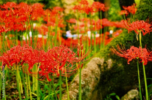 曼珠沙華