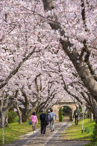 桜のアーチ　春イメージ © TOMO