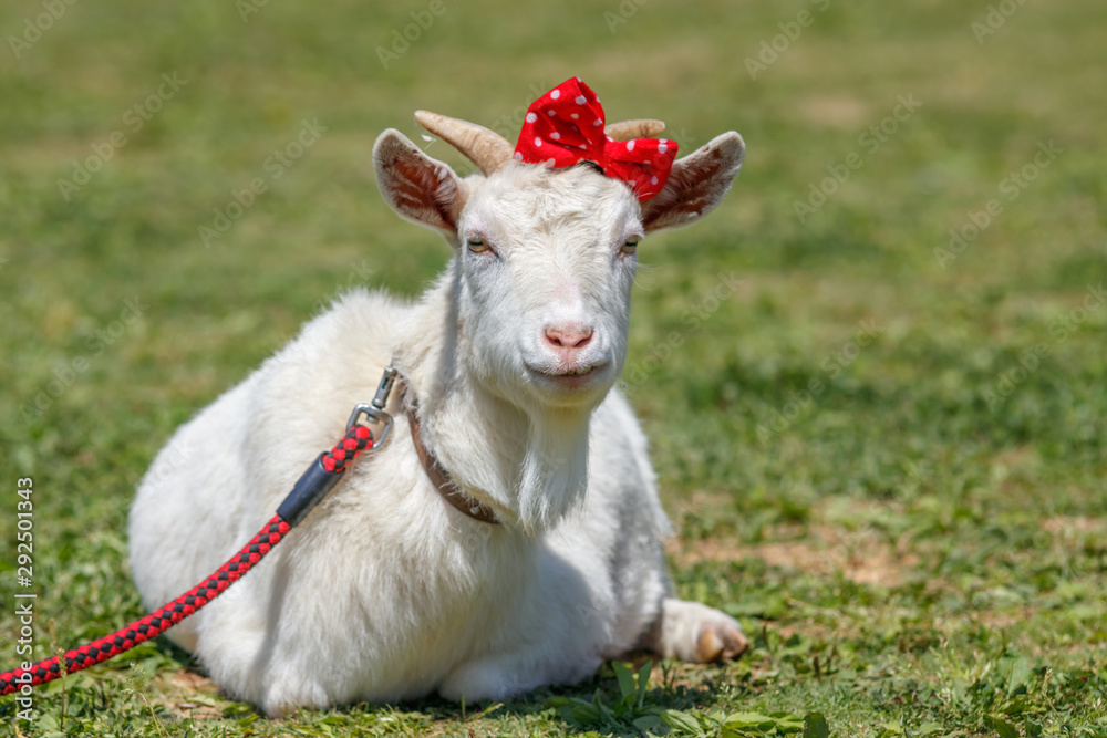 Obraz premium 山羊のポートレート