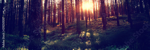 Beautiful landscape, sunset in the dense pine forest, the beauty of northern nature