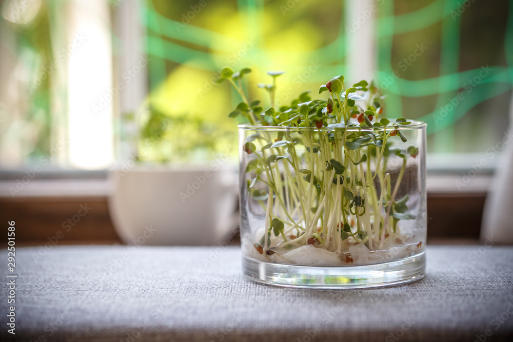 かいわれ大根の栽培屋内栽培stock Photo Adobe Stock