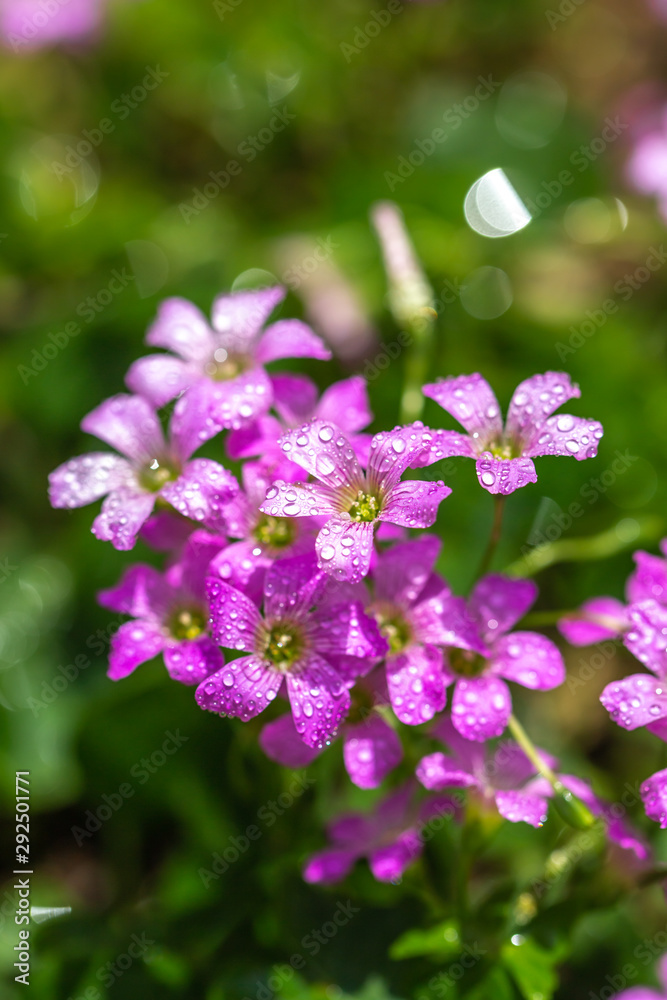 ムラサキカタバミの花