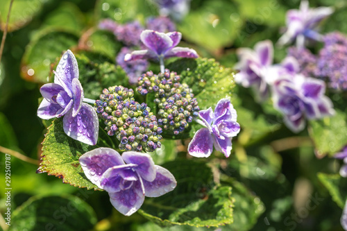 Wallpaper Mural 紫陽花の花 Torontodigital.ca