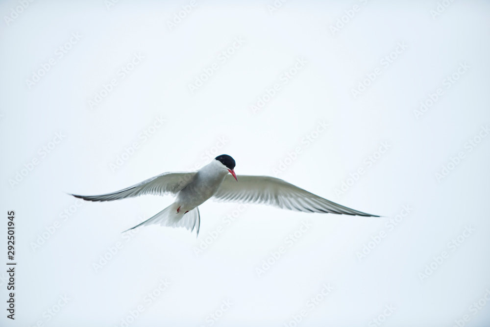 Fototapeta premium Seeschwalbe (Sternidae)
