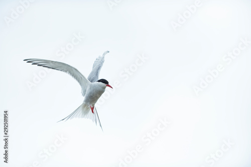 Seeschwalbe (Sternidae) photo
