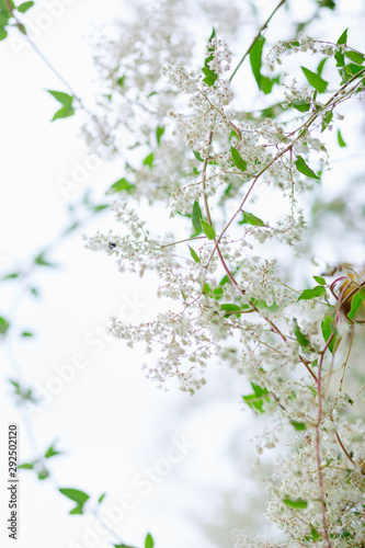 white blossom