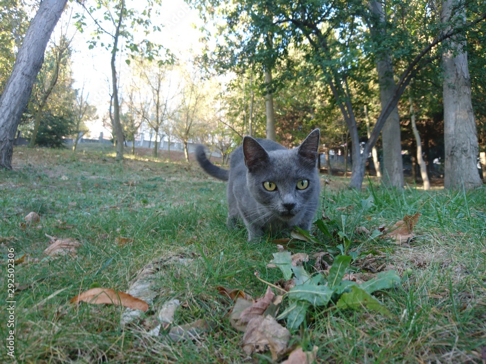 russian blue cat in park at autumn early in the morning russian blue cat in park at autumn early in the morning