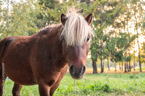 Portrait of brown pony with white mane near forest