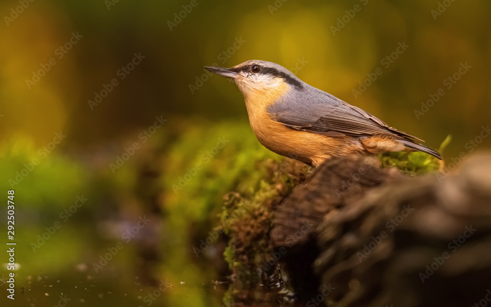 Fototapeta premium Eurasian nuthatch or wood nuthatch in a lake