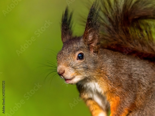 red squirrel or Eurasian red squirrel (Sciurus vulgaris) © GezaKurkaPhotos