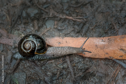 Otways Black Snail -Victaphanta compacta