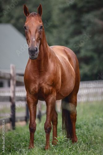 beautiful elegant red mare horse with long brown tail near fence on forest background © vprotastchik