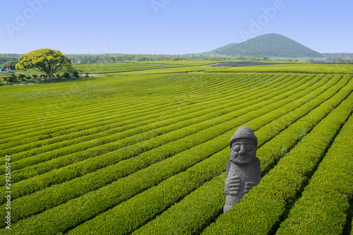 Dol hareubang Jeju sculpture statue in green Tea fields in Jeju Island, South Korea