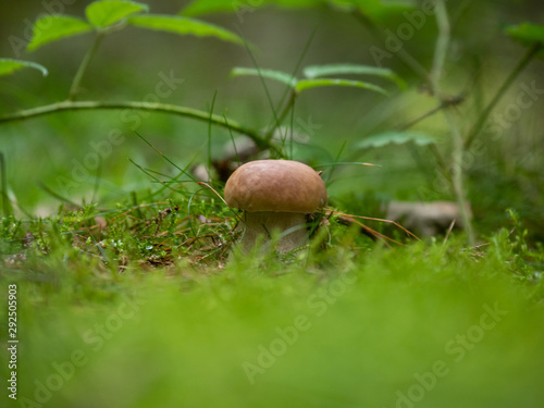 Boletus mushroom growing up in a forest in autumn.
