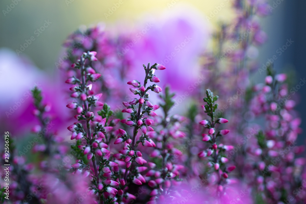 Fototapeta premium pink bushes