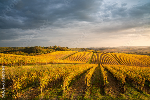 Wallpaper Mural Golden vineyards in autumn at sunset, Chianti Region, Tuscany, Italy