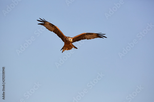 Awesome bird of prey in flight with the sky of background